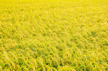 一面に広がる垂れる稲穂