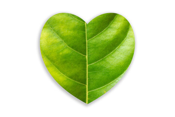 green heart of green leaves on white background, Love environment concept.