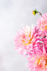 Pink dahlias, beautiful summer flowers in a vase close-up
