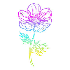 Illustration of a cosmos flower, multicolor gradient