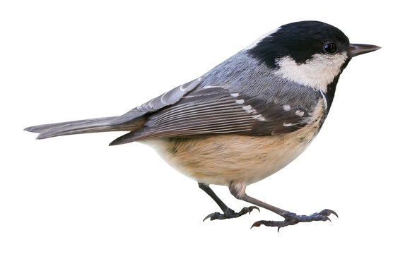 Coal tit (Periparus ater), isolated in PNG, with transparent background