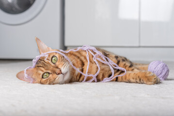 Red cat plays with a ball of thread on the carpet.