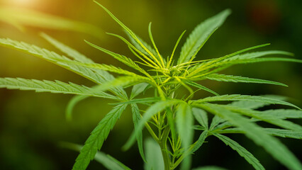 Background green and copy space of Young shoots and young leaves Marijuana tree.