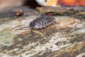 Closeup on Oniscus asellus, the common woodlouse.