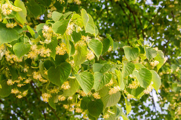 Detail of Tilia cordata Mill. in summer time.