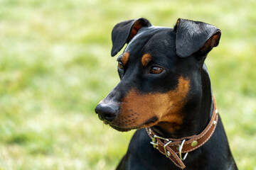 Black and tan german pinscher portrait on summer time. Tan-and-black German Pinscher with uncropped...