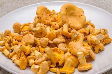 Many yellow chanterelle edible mushrooms (Cantharellus cibarius).
