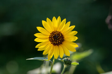 sunflower in the garden