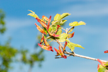 Detail of Acer campestre in summer time.