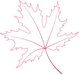 Maple Leaf Icon Canada  Isolated Illustration Logo