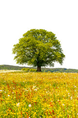 Gro&szlig;er Einzelbaum mit perfekter Baumkrone