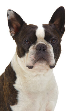 Boston Terrier im Portrait