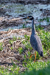 Naklejka premium yellow crowned night heron stalking