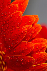 Gerbera flower with drops of dew