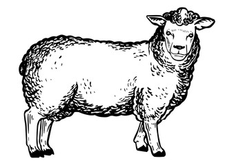 Sheep farm animal engraving PNG illustration with transparent background