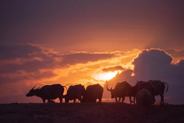 Foto op Aluminium The silhouette of a herd of buffalo at dusk, in the background are sunsets and clouds. © iSomboon