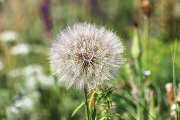 Closeup of a meadow salsify turned to seed on blurred green background