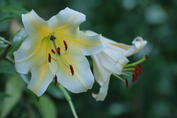 Fototapeta premium 純潔を象徴する花
