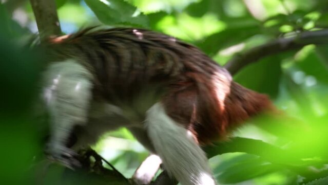 Close shot of a cotton-top tamarin monkey