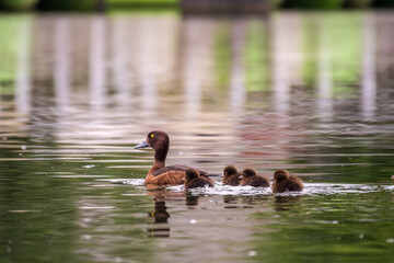 Female Tufted duck swims with her ducklings in green lake