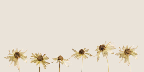 Floral pattern from dried yellow flowers Cosmos, beige monochrome botanical wide banner. Autumn,...