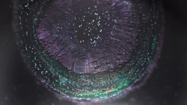 Microscopic view of xylophyta dicotyledon stem in transversal cut illuminated by cross light 40x. Biological study of plant magnified in many times by special scientific device. Cells and chloroplasts