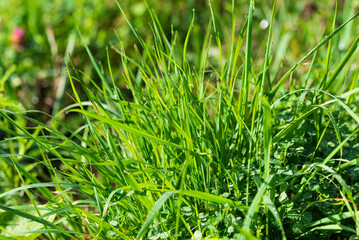 Drops of morning dew in the rays of the sun on the grass