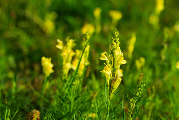 Floral background with a field of flowers Linaria vulgaris