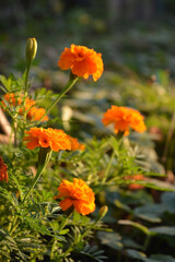 Orange flowers of tagetes on blurred background of garden in sunny day.