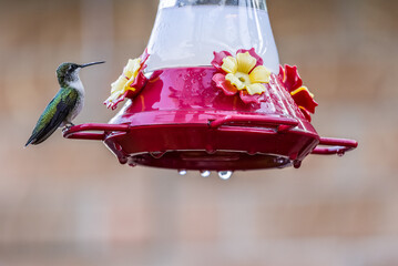 hummingbird on feeder 2 © George
