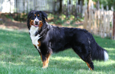 Portrait von Ein Berner Sennenhund