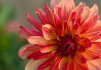 Beautiful details of a bicolor dahlia