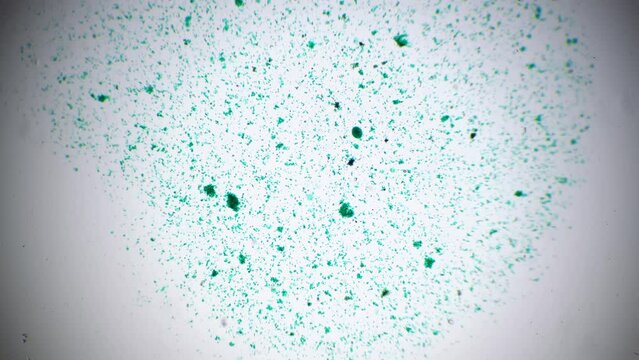 Chlamydomonas whole mount 40x under microscope against bright field. A genus of unicellular green algae filmed in macro by special laboratory scientific device for biological research. Microorganisms.