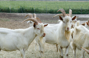 Fototapeta premium white goats are very beautiful on the farm eating hay without people close-up
