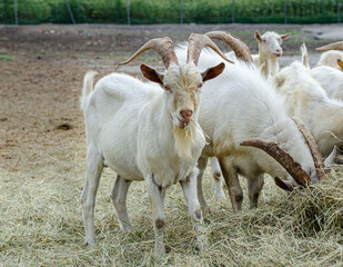 Fototapeta premium white goats are very beautiful on the farm eating hay without people close-up