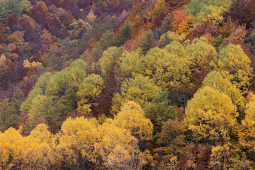 Obraz premium Chiarino Valley, Abruzzo autumn foliage 