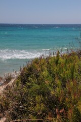 Italy, Salento: Mediterranean vegetation in Otranto Beach.