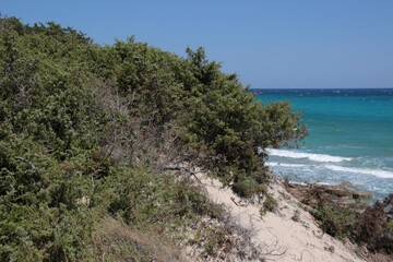 Fototapeta na wymiar Italy, Salento: Mediterranean vegetation in Otranto Beach.