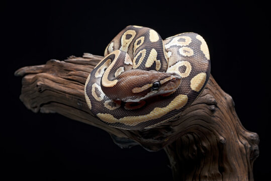 Ball python snake coiled on a tree