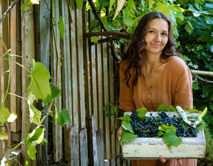 Beautiful young woman with curly hair wearing linen dress holding weathered wooden box full of grape berries. Autumn harvest concept.