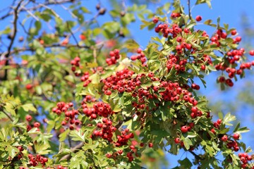 Ripening hawthorn fruits on a blue sky background