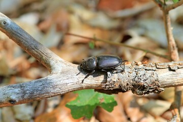 Female beetle Lucanus cervus in the autumn forest