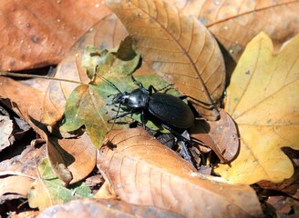Carabus coriaceus beetle in the autumn forest