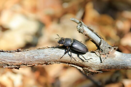 Female beetle Lucanus cervus in the autumn forest