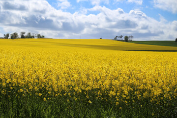 Field of yellow rapeseed in county Fife, Scotland