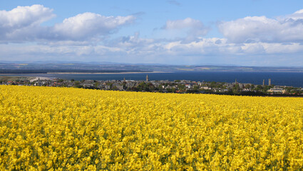 Scottish town of St Andrews as seen from surrounding yellow fields