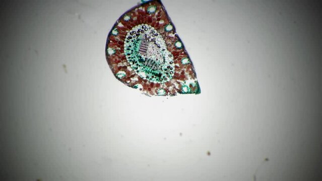 Transversal section on Pinus leaf filmed under microscope with 40x magnification on bright field. Conifer needle in cross cut prepared for education at school. Learning flora structure. Nature theme