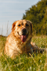 happy golden retriever dog lying in the warm sunshine