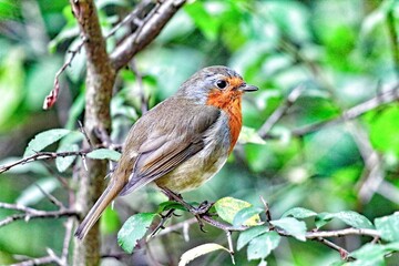 A Robin Red Breast sitting on a branch of a tree in the forest. These birds are often associated with Christmas.