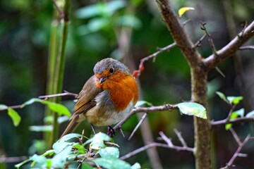 A Robin Red Breast sitting on a branch of a tree in the forest. These birds are often associated with Christmas.